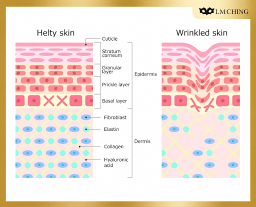 The Science of Skin Aging: How Glycation Accelerates Wrinkles and Loss of Firmness