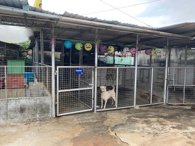 En LMCHING financiamos y apoyamos refugios de animales y organizaciones de rescate.