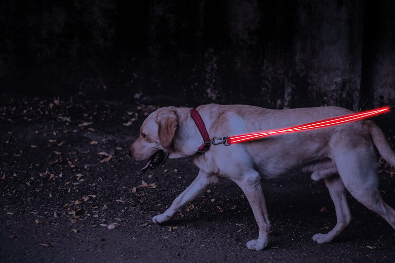 4id﻿ USA Weatherproof Ultra Bright LED Rechargeable Light Up Dog Leash 1pc - LMCHING Group Limited