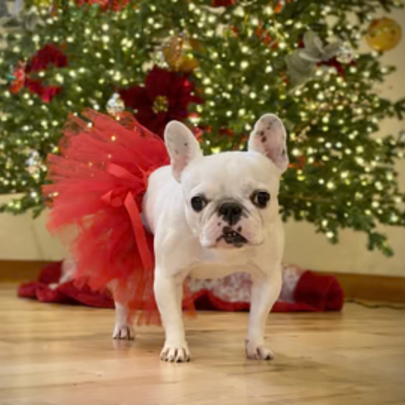 Tutu Joli Chân Váy Cho Thú Cưng USA Handmade Comfortable Red Pet Tutu Skirt 1pc