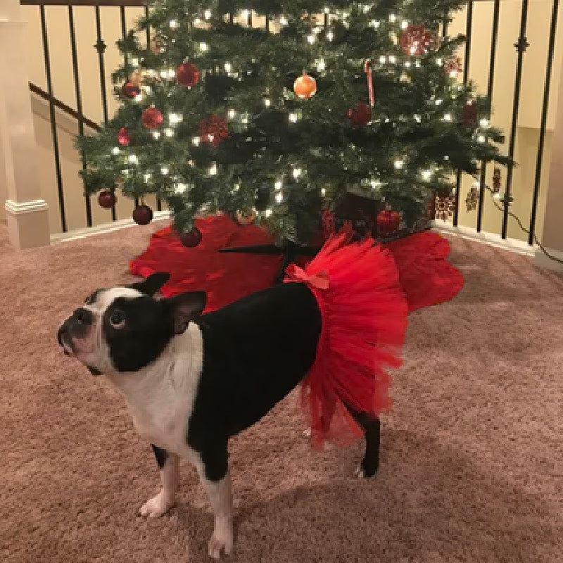 Tutu Joli Chân Váy Cho Thú Cưng USA Handmade Comfortable Red Pet Tutu Skirt 1pc