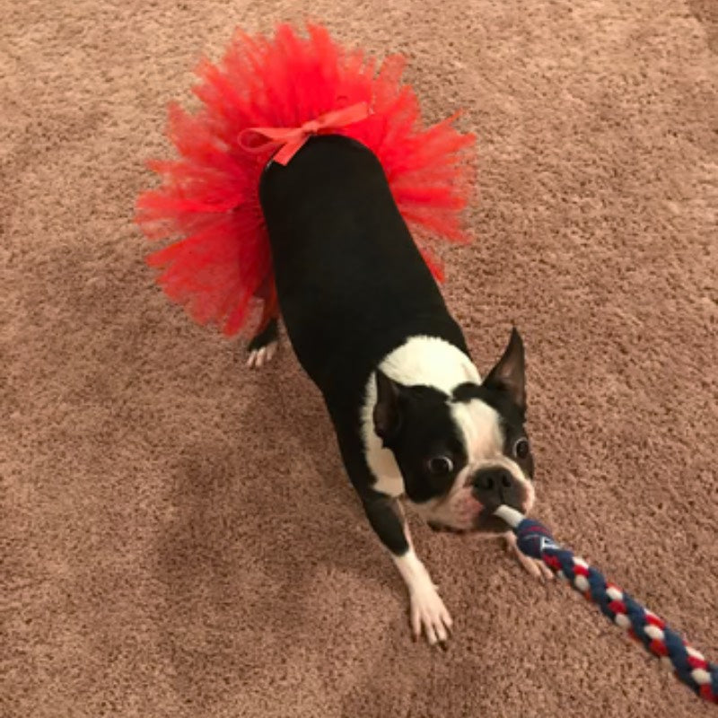 Tutu Joli Chân Váy Cho Thú Cưng USA Handmade Comfortable Red Pet Tutu Skirt 1pc