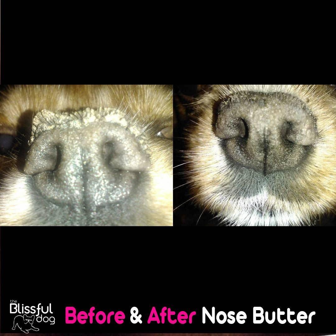 the Blissful dog USA Natural Organic Dog Nose Butter (Dry & Cracked Nose) 5g - LMCHING Group Limited