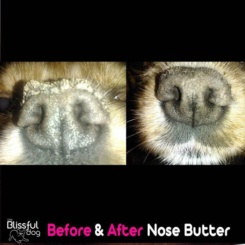 the Blissful dog USA Natural Organic Dog Nose Butter (Dry & Cracked Nose) 5g - LMCHING Group Limited