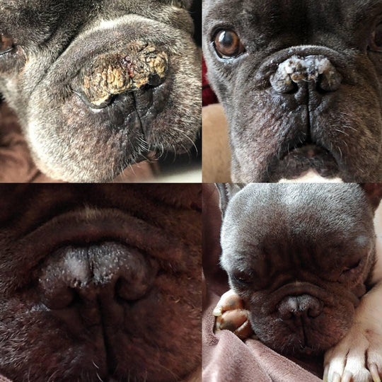 The Blissful Dog Pug Nose Butter – Natural Moisturizer For Rough, Dry, Cracked Pug Noses